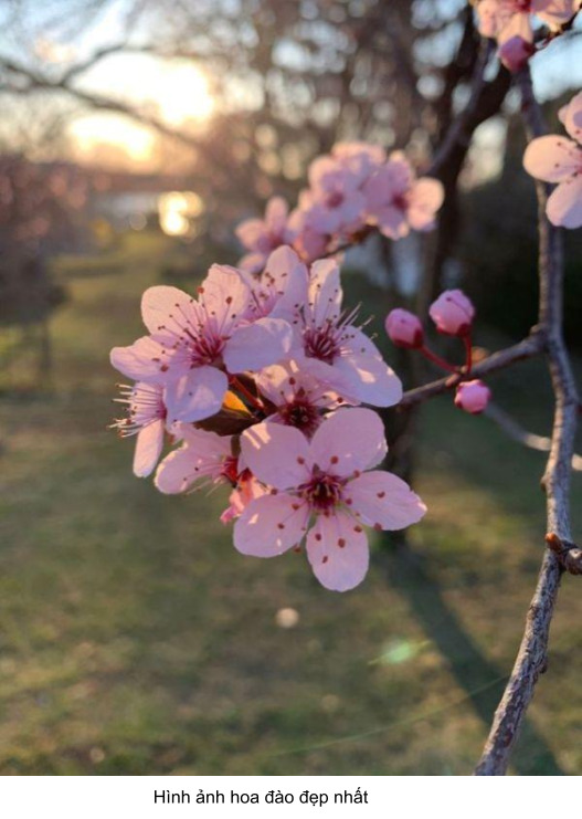 hoa anh đào đẹp nhất