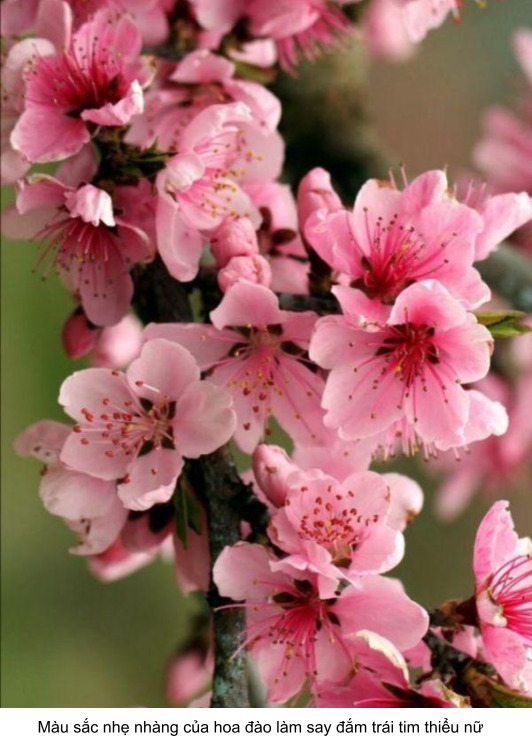 hoa anh đào có màu sắc nhẹ nhàng