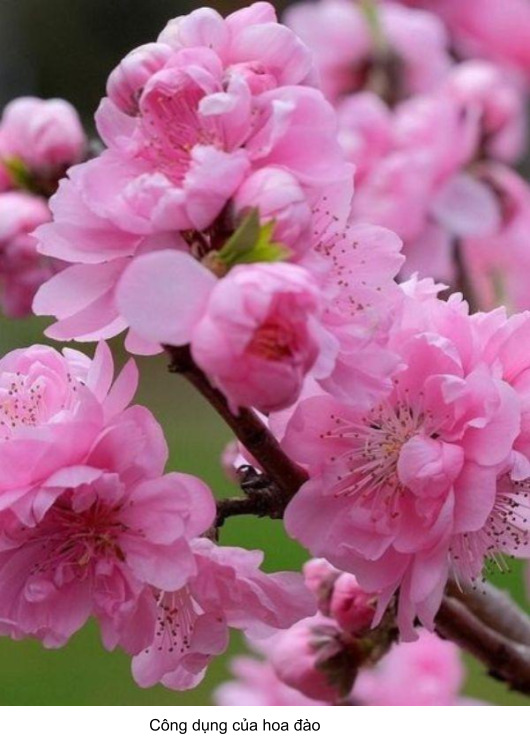 hoa anh đào có công dụng như thế nào