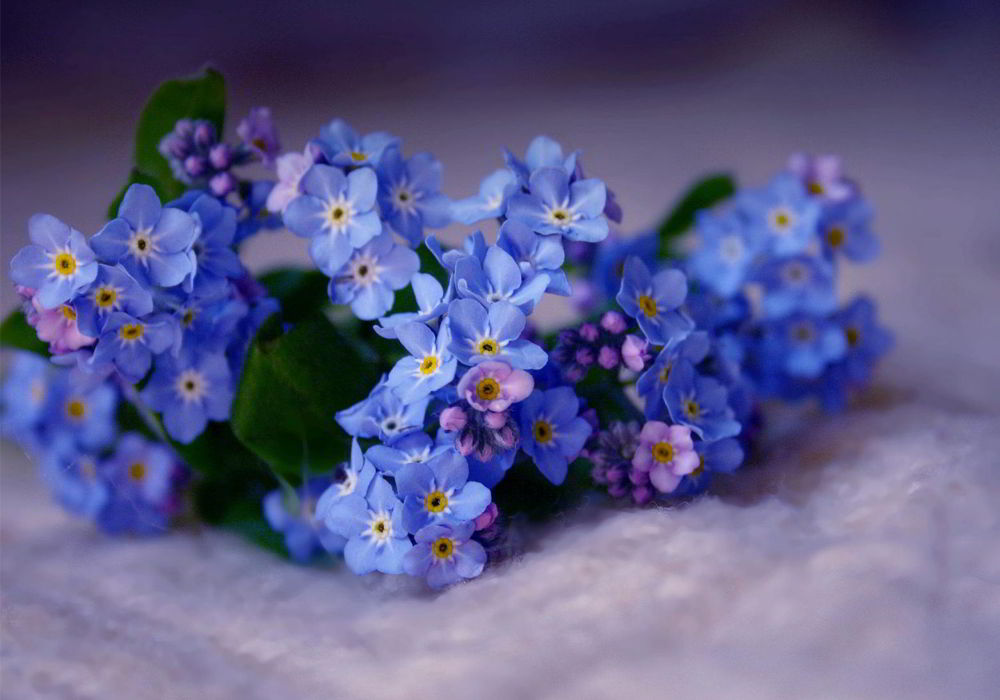 hoa lưu ly nét đẹp không thể chối từ