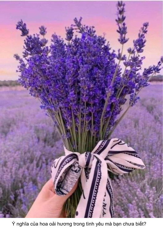 ý nghĩa của hoa oải hương trong tình yêu