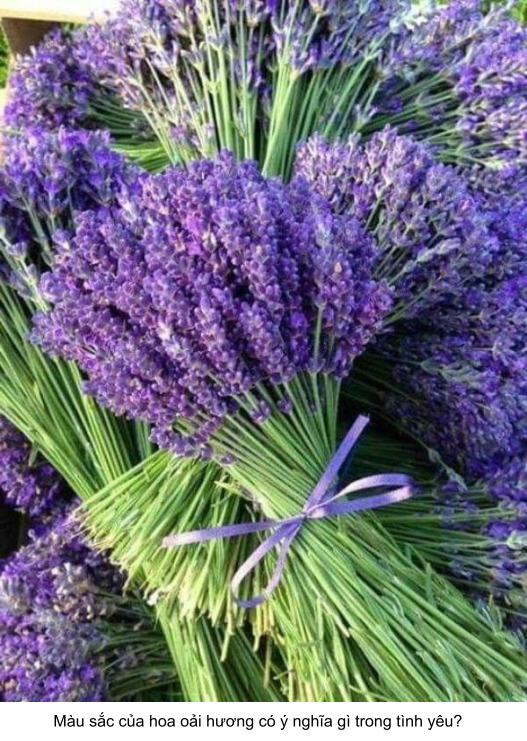 hoa oải hương có ý nghĩa gì