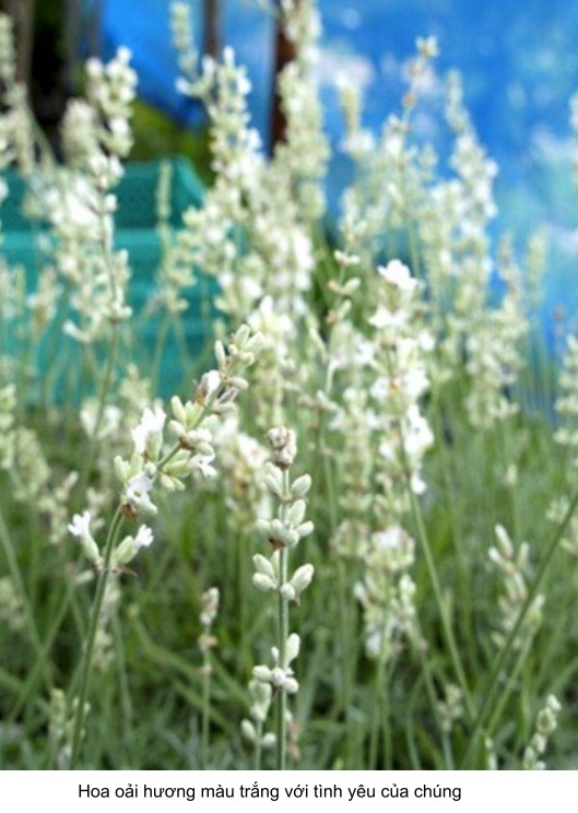 hoa oải hương màu trắng