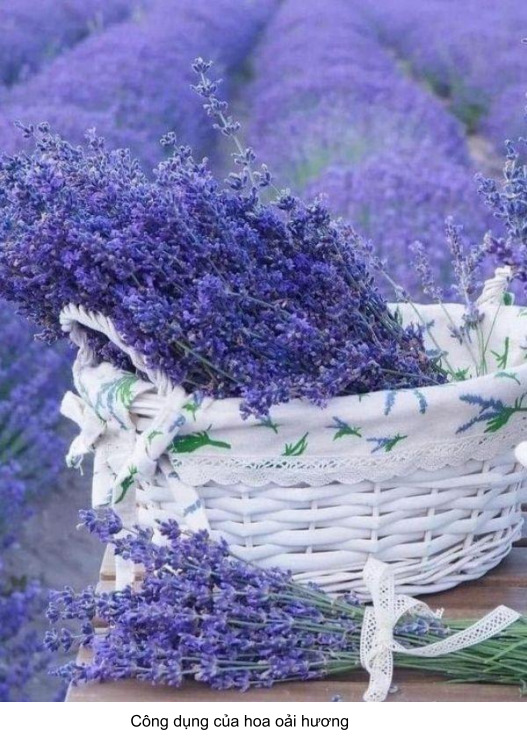 công dụng của hoa oải hương