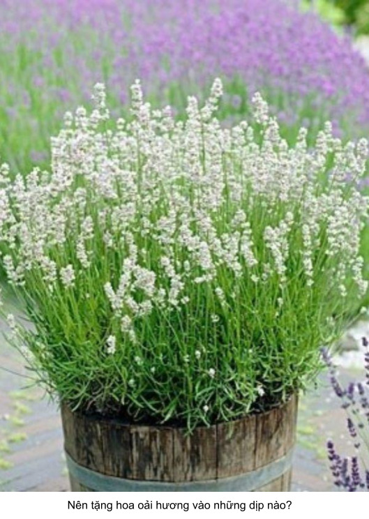 nên tặng hoa oải hương cho người mình yêu