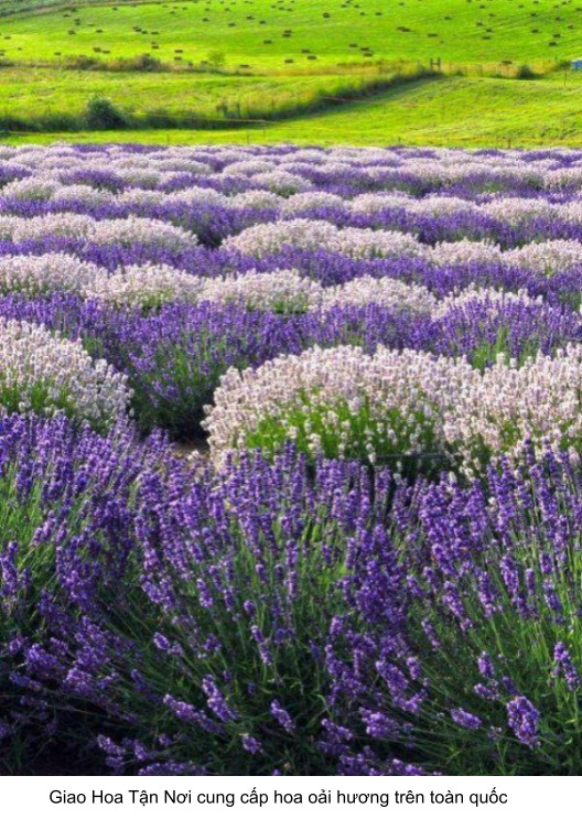 địa chỉ bán hoa tươi oải hương úy tín nhất