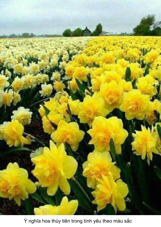 ý nghĩa hoa thủy tiên trong tình yêu