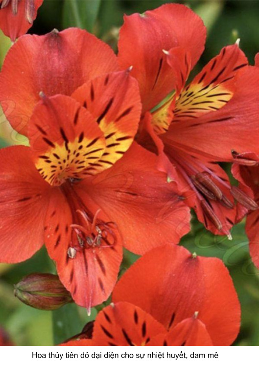 ý nghĩa hoa thủy tiên trong tình yêu màu đỏ