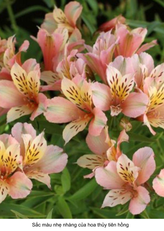 ý nghĩa hoa thủy tiên trong tình yêu màu tím