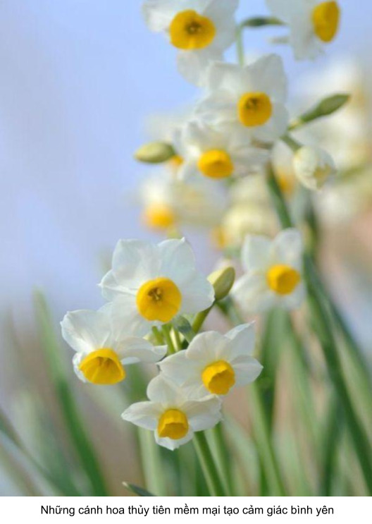 ý nghĩa hoa thủy tiên trong tình yêu màu trắng