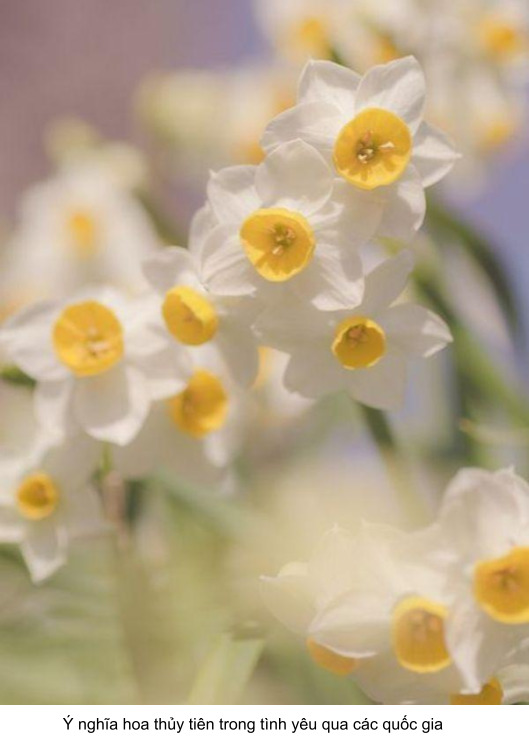 ý nghĩa hoa thủy tiên trong tình yêu có độc không