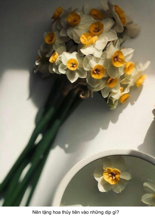 tặng hoa thủy tiên vào dịp gì