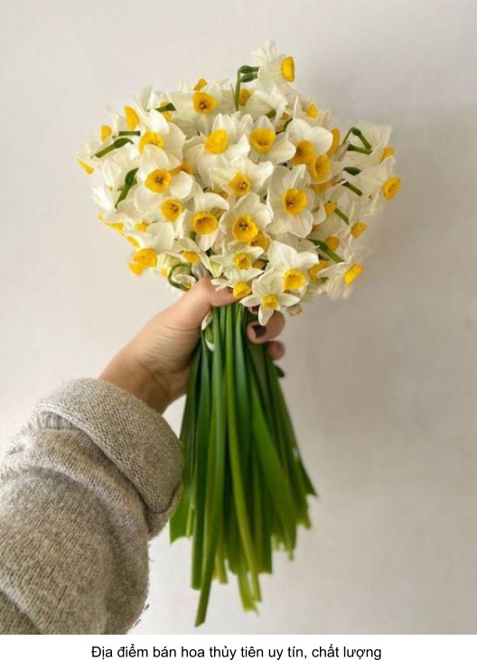 địa điểm bán hoa thủy tiên