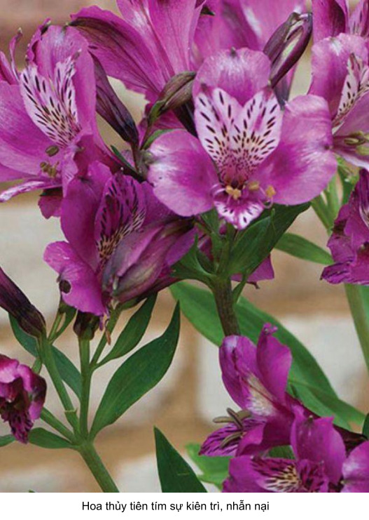 hoa thủy tiên màu tím